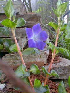 Vinca Maculata