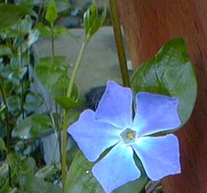 Vinca Bloom