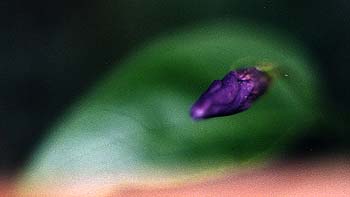 Bigleaf Vinca Bud