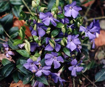 Vinca