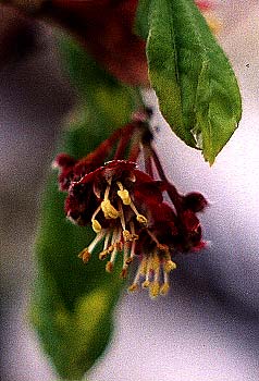 Vine Maple Bloom