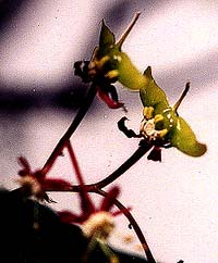 Vine Maple Seeds