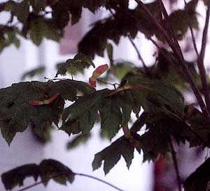 Vine Maple Seeds