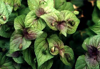 Labrador Violet