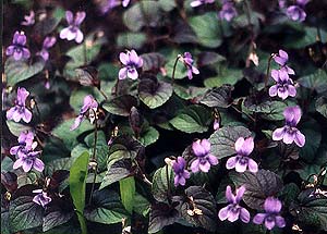 Labrador Violet