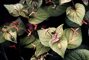 Labrador Violet empty pods