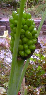 Voodoo Lily cob