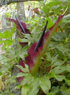 Voodoo Lily