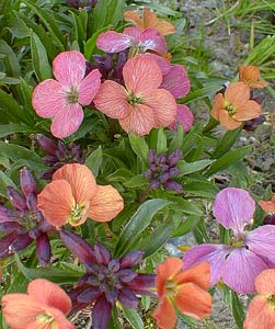 Wallflower Blooms