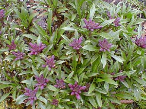 Wallflower Buds