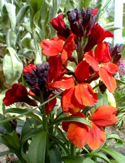 Wallflower