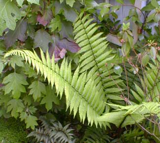 Wood Fern Fiddlehead