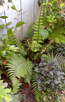 Wood Fern