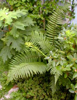 Wood Fern late summer