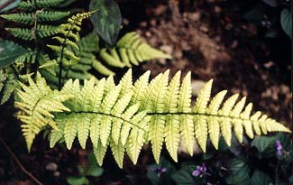 Wood Fern