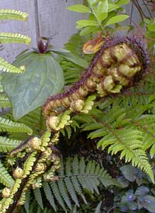 Wood Fern Fiddlehead