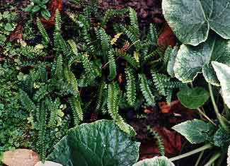 Alpine Water Fern