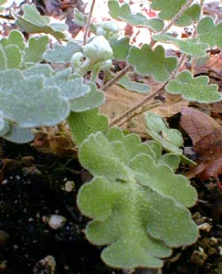 Wavy Cloak-fern