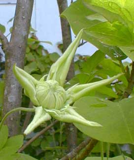 Clematis