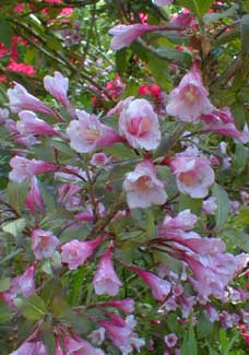 Weigela