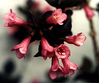 Weigela