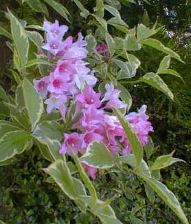 Weigela