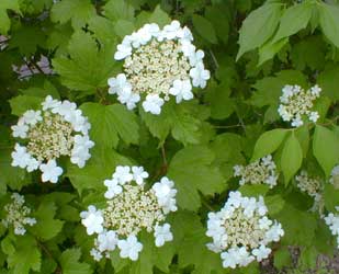 Highbush Cranberry