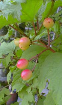 Highbush Cranberry