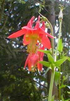 Western Columbine