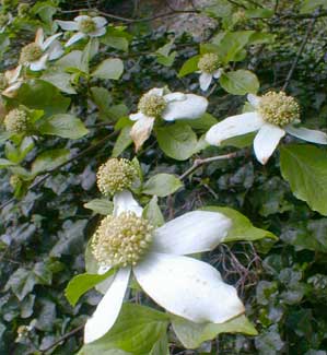 Western Dogwood