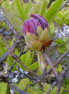 Western Flame bud