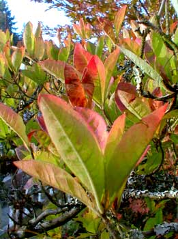 Western-Flame Azalea