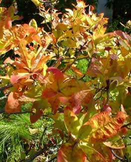 Western-Flame Azalea