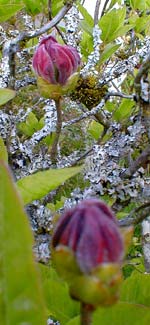 Lichen in Azalea