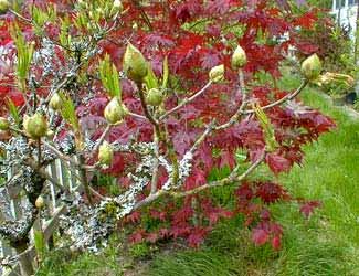 Western Azalea