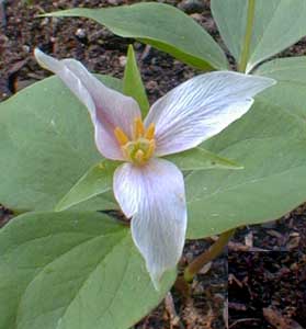 Trillium