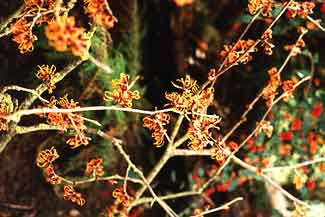 Witch Hazel