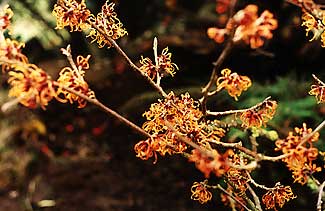 Spidery Blooms