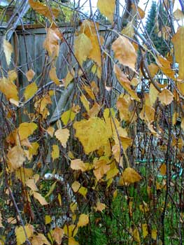 Weeping Birch