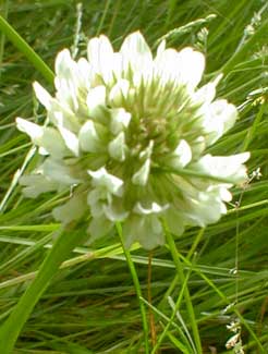 White Clover