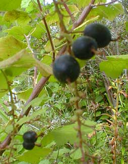 Currant