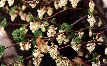 White Currant Blossoms