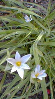 White-eyed grass