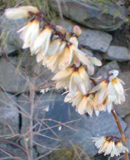 White Forsythia