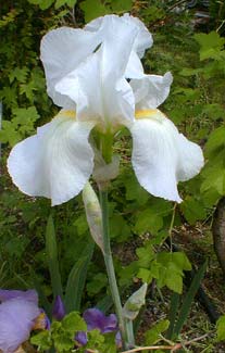 White Iris