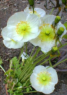 Icelandic Poppy