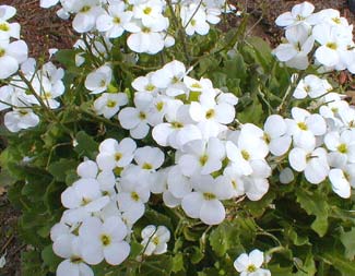 Rock Cress