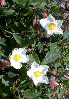 Rock Rose