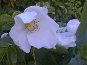 White Rugosa