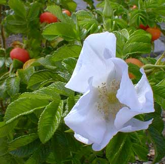 White Rugosa